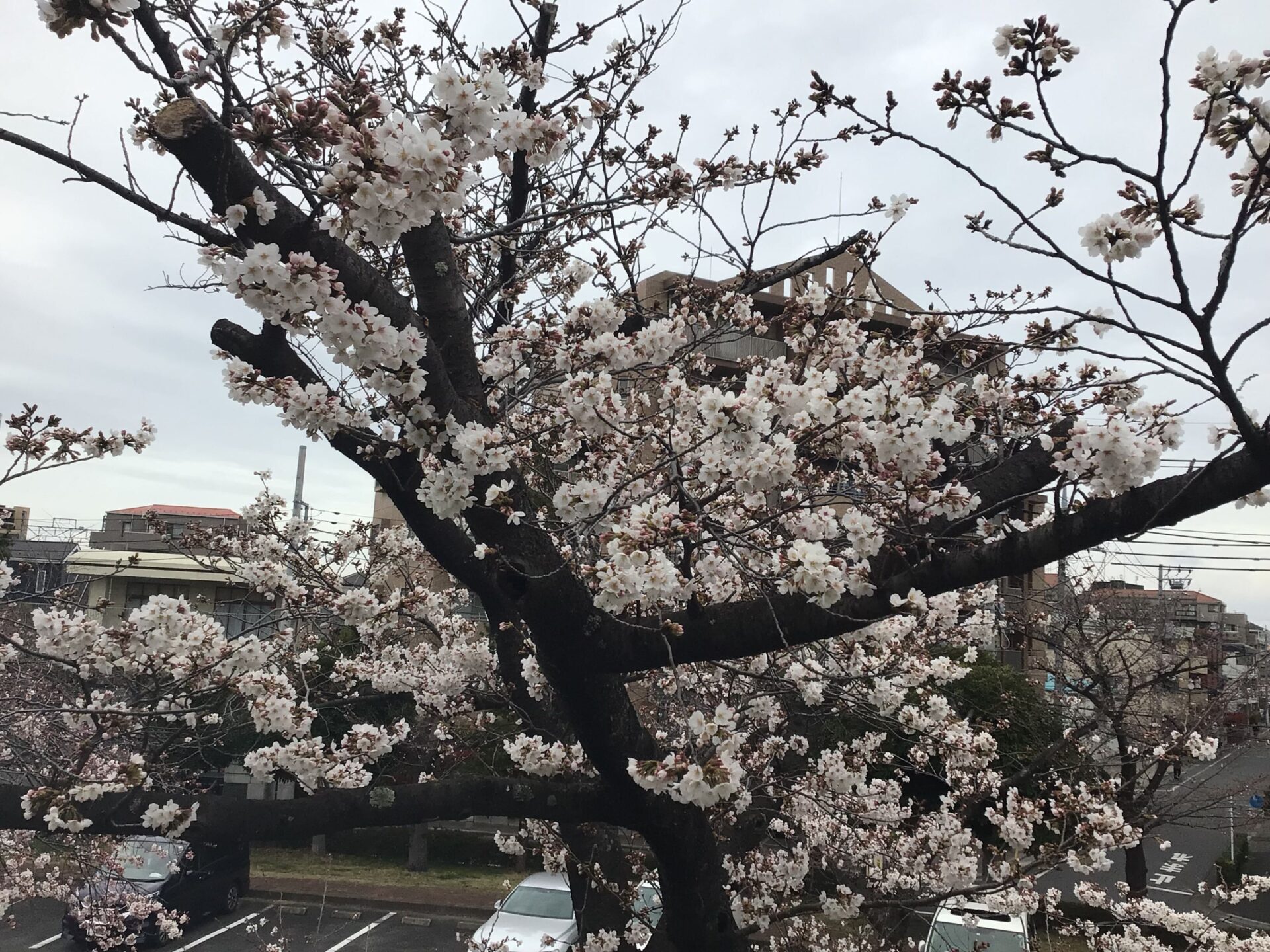 お花見